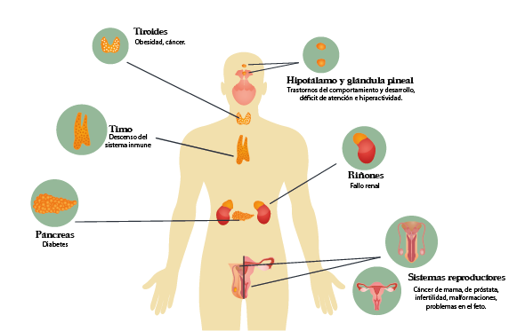 Lista de ingredientes a evitar en cosméticos: descubre los disruptores endocrinos más comunes